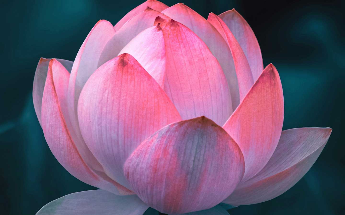 Rediscover your Inner Harmony