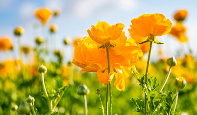 Spring Retreat at Orchard Wellness Centre Ennis