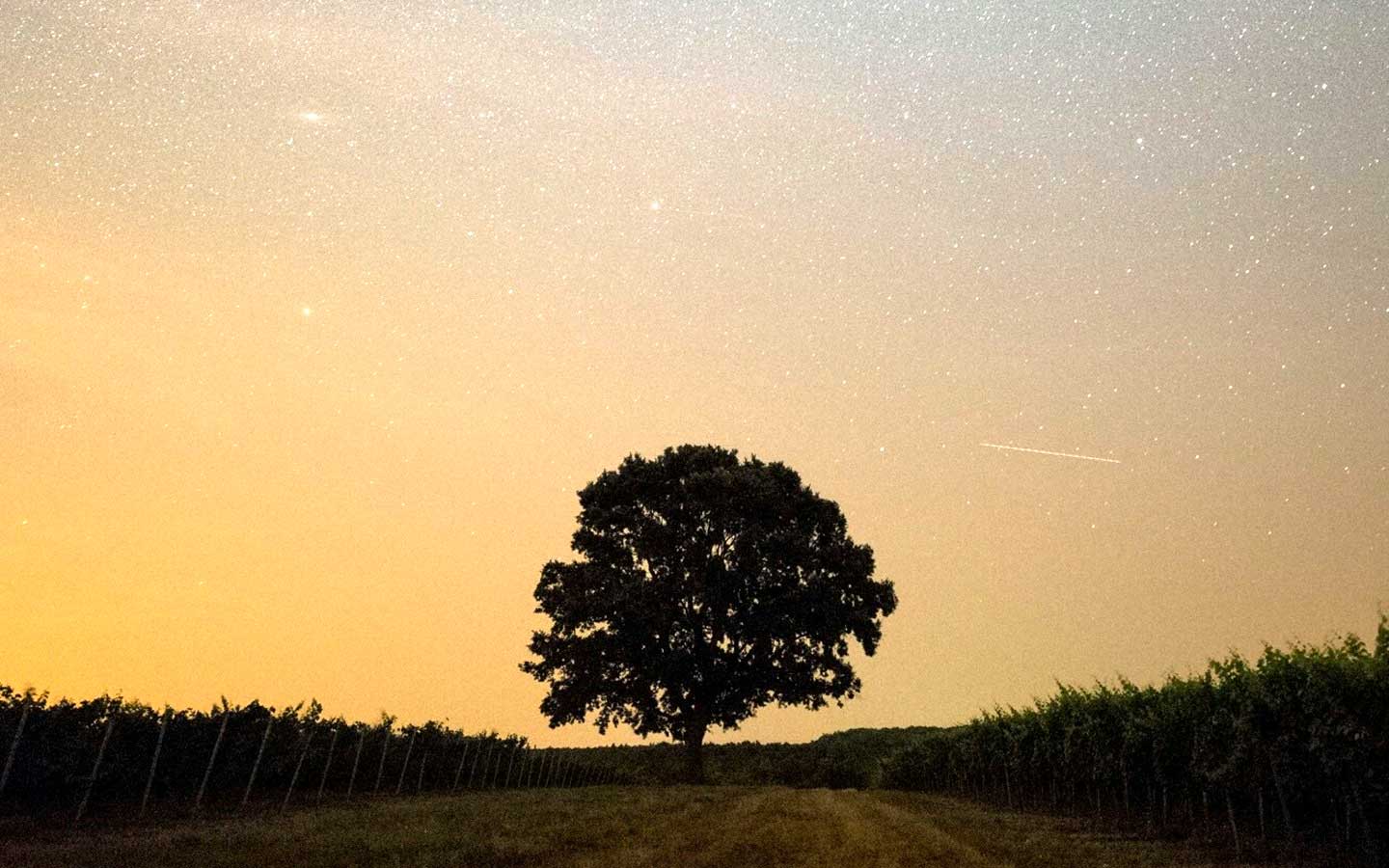 Family Tree Healing through Shamanic Journeys