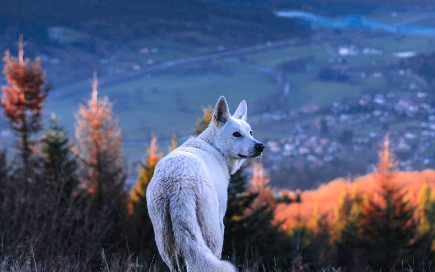 Powerful shamanic animals